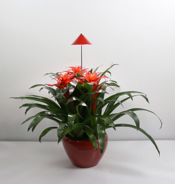 SUNLiTE Pflanzenlampe rot 7 W