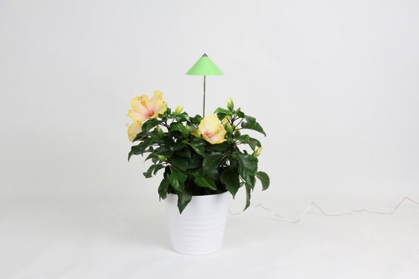 SUNLiTE Pflanzenlampe grün 7 W